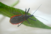 アカヘリサシガメ