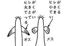 どじょう