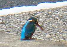 カワセミ