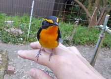 キビタキ