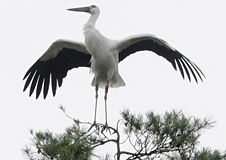 コウノトリ