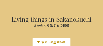 生きもの探検