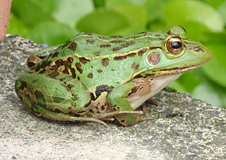 トノサマガエル