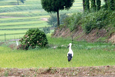 2011.8.18日に舞い降りたコウノトリ