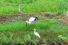 2011.8.18日に舞い降りたコウノトリ