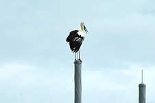 2011.8.18日に舞い降りたコウノトリ