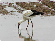 コウノトリ白崎
