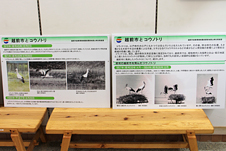 コウノトリ展示パネル
