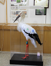 コウノトリ唐子